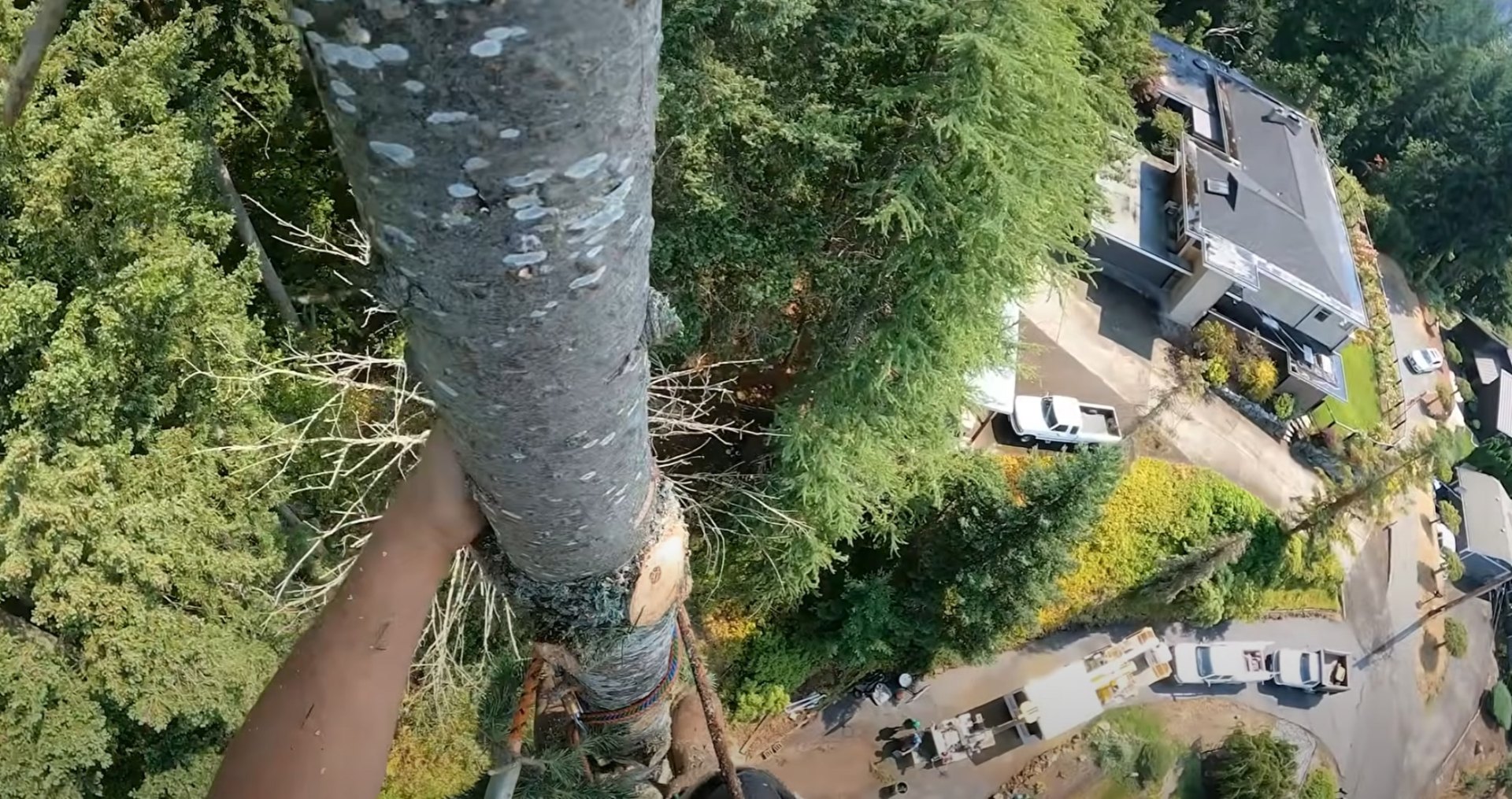 Aerial perspective of comprehensive tree removal project Aerial view of professional tree removal operation at residential property