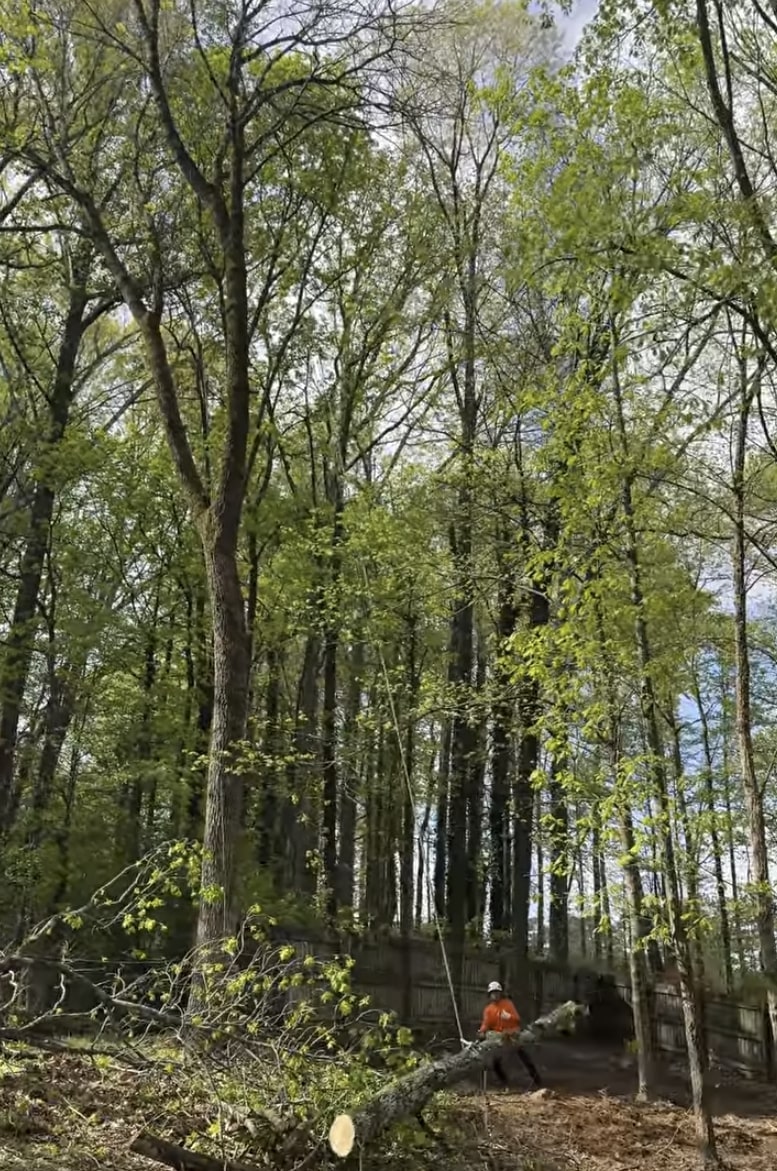 Tree trimming and pruning services by certified arborists Arborist working in tree canopy performing professional tree trimming services